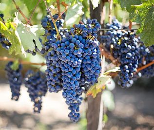 viticulture course vineyard cultivation